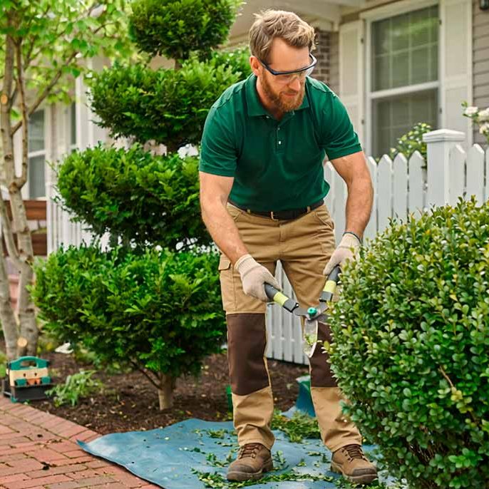 Servicios para Poda de palmeras