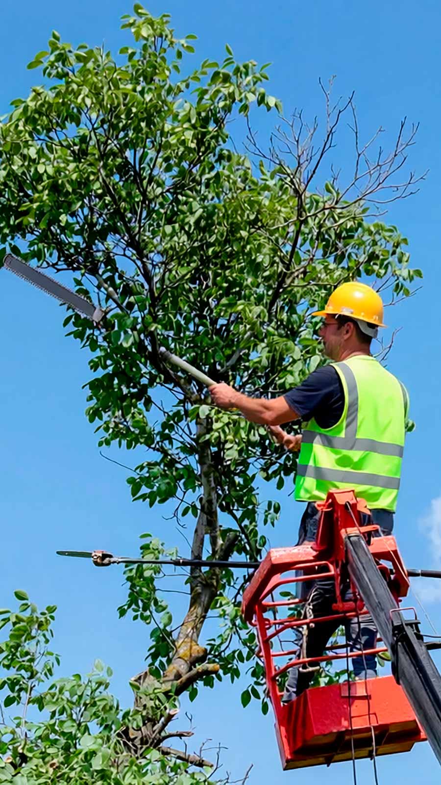 ⁠Poda de árboles en Chile