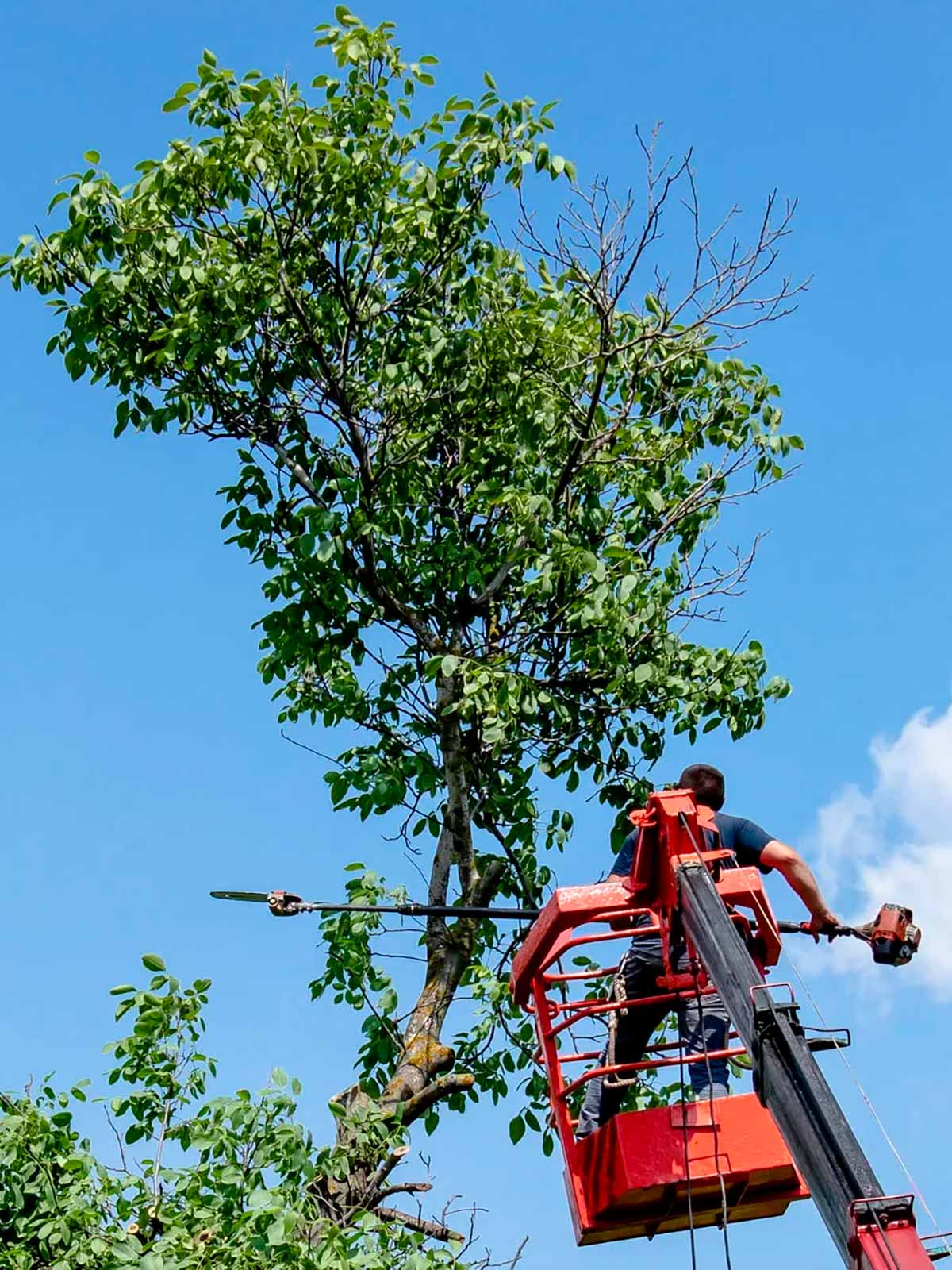 Poda de árboles en la R..M