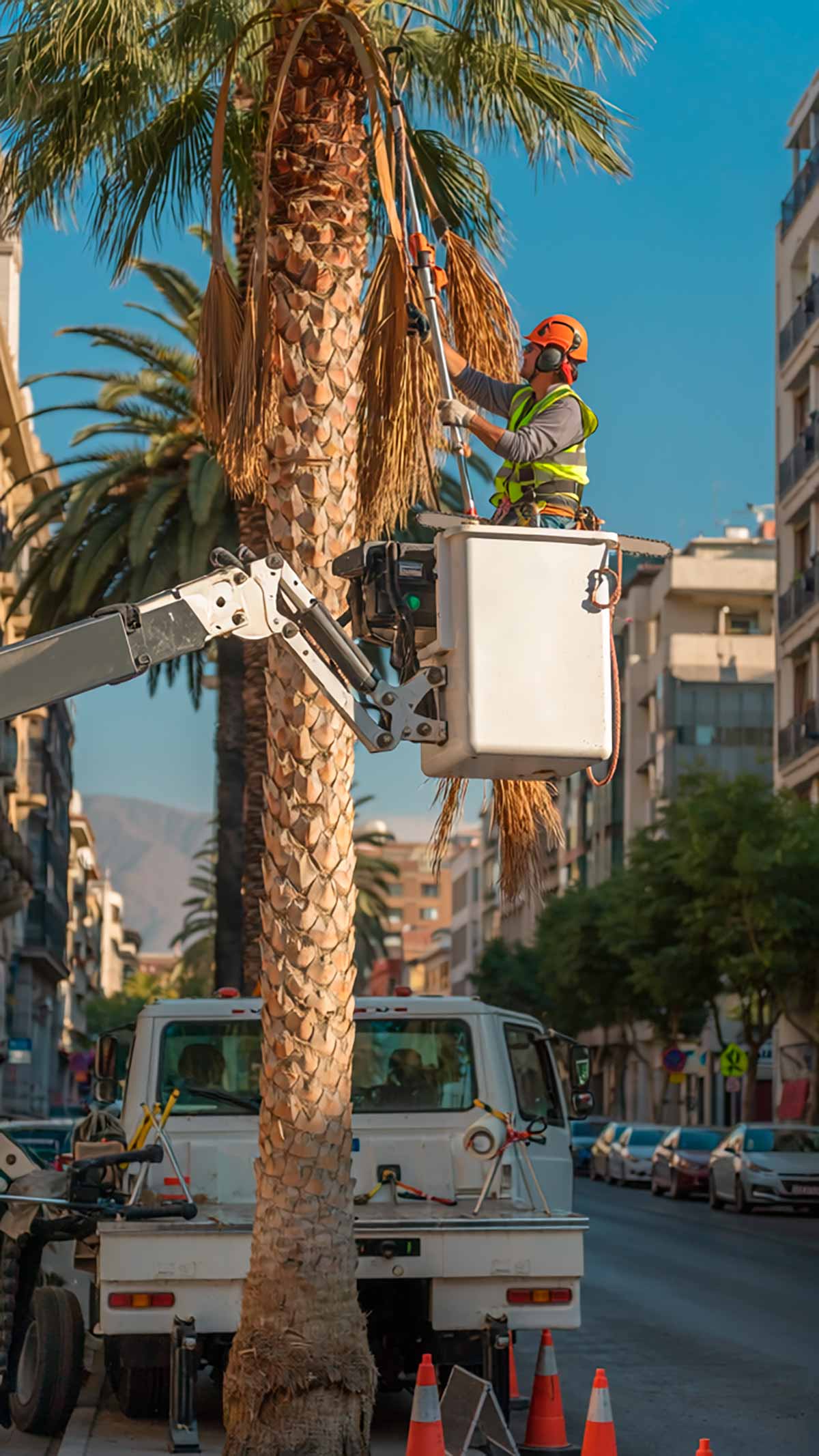 Servicio de Poda de árboles